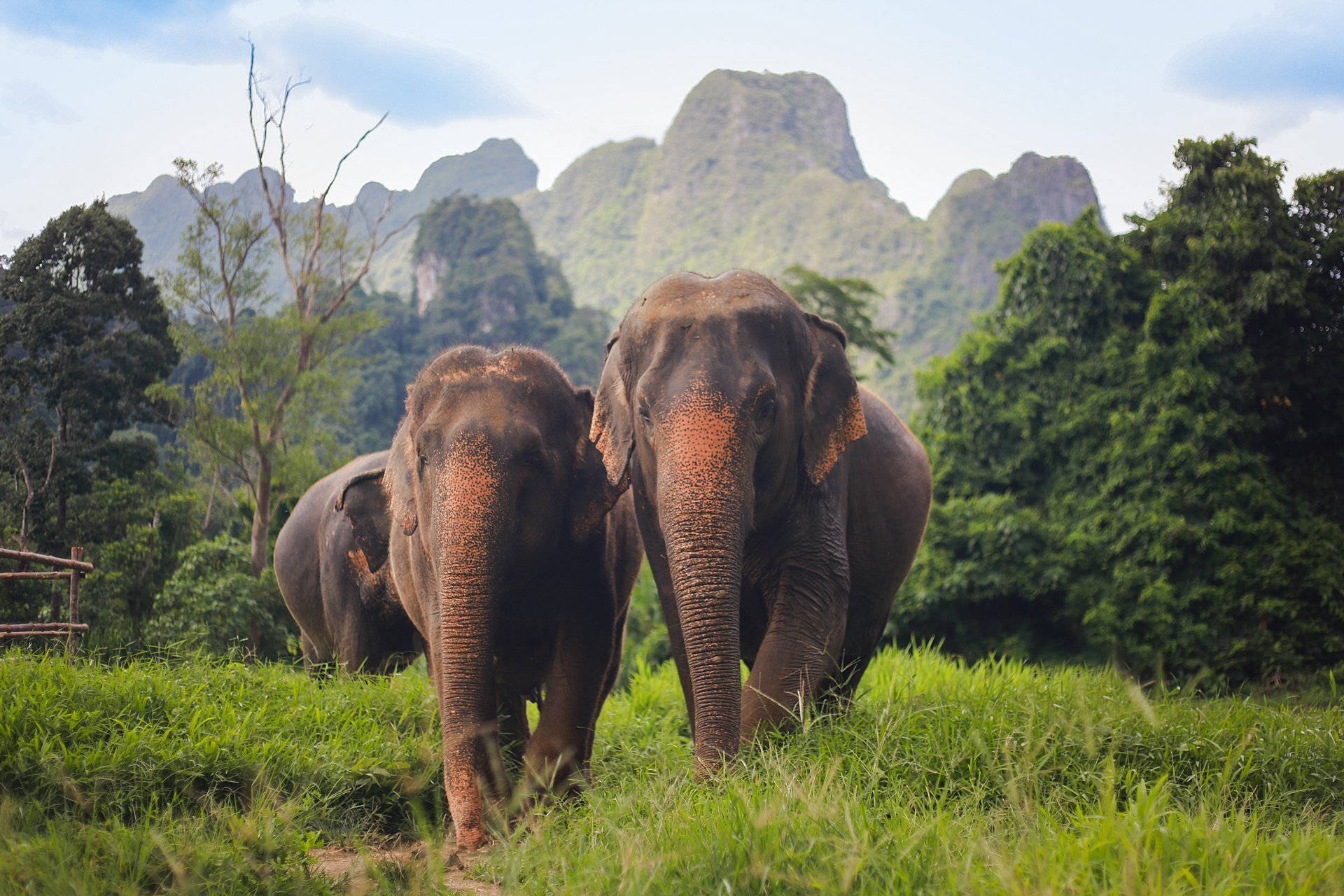 Thailand Rainforest Elephant Background