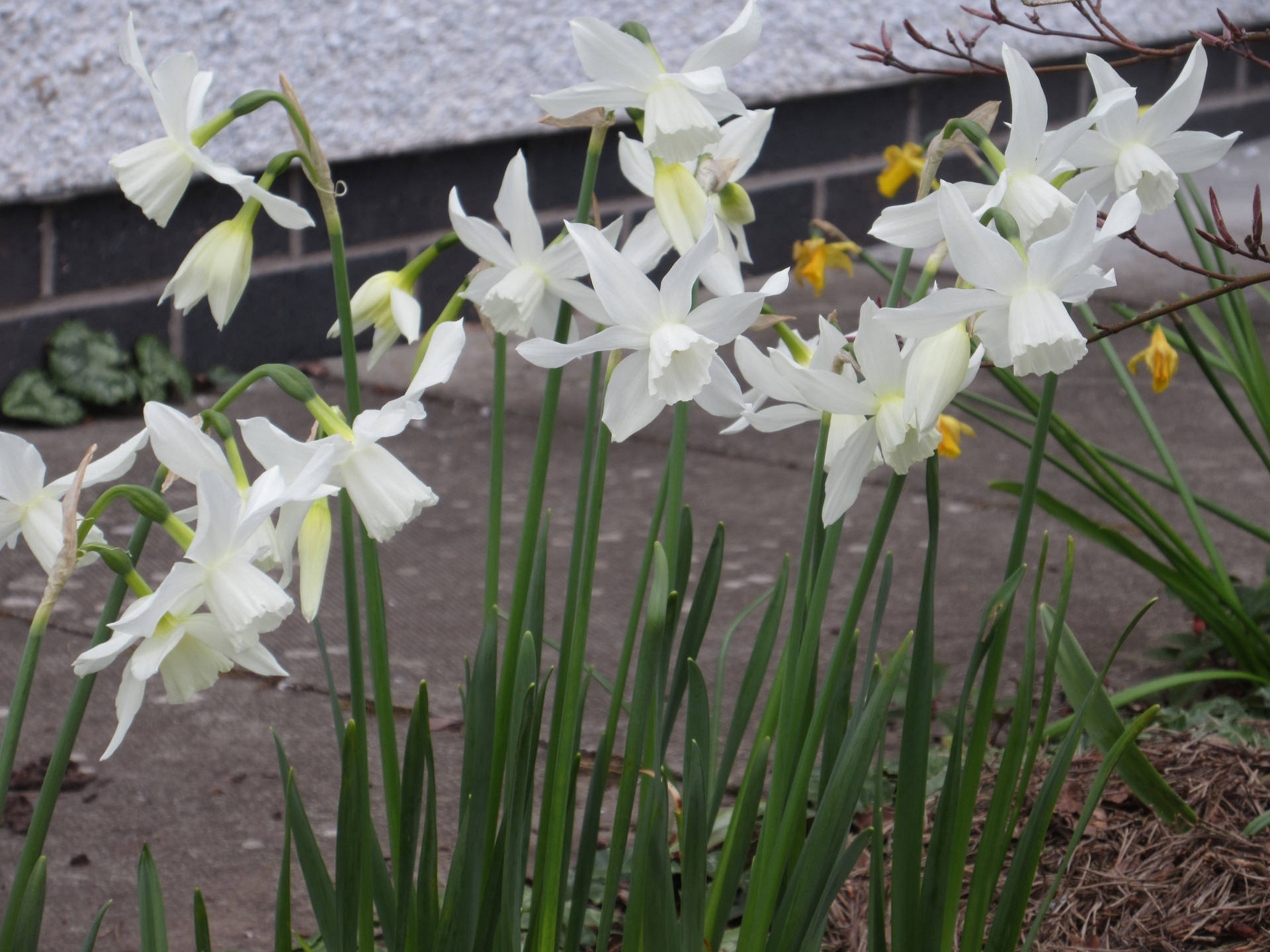 Thalia Narcissus Flowers Background