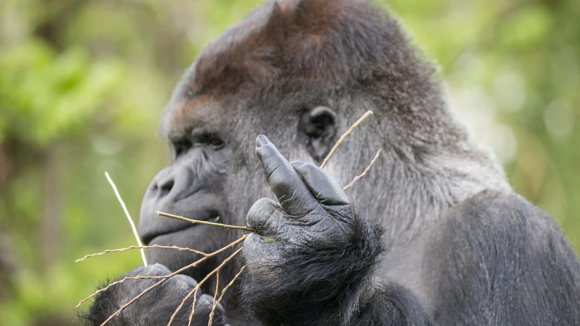 That's One Cute Gorilla! Background