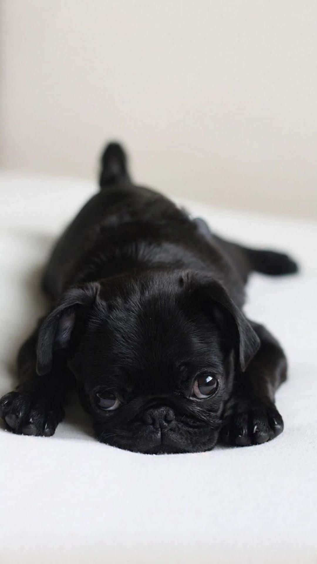 The Adorable Pug