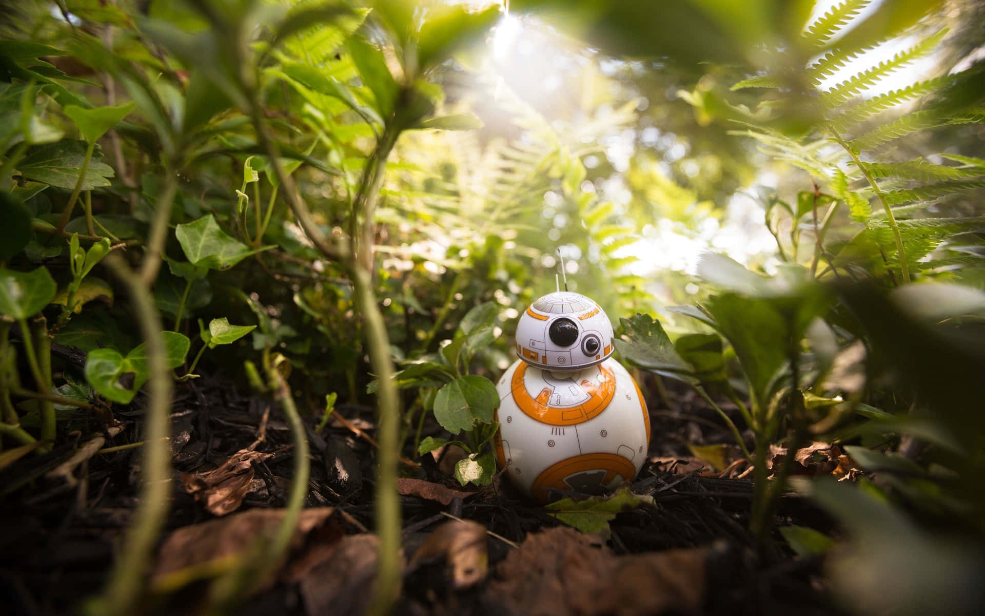 The Adventurous Bb-8 Background