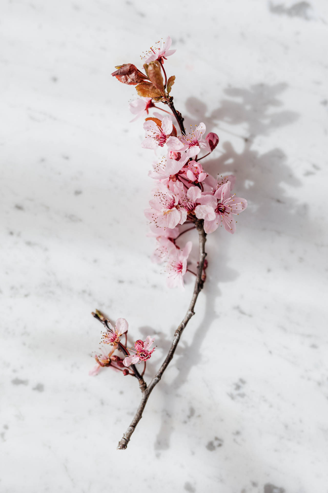 The Aesthetic Beauty Of Pink Flowers Over A Marble Table Background