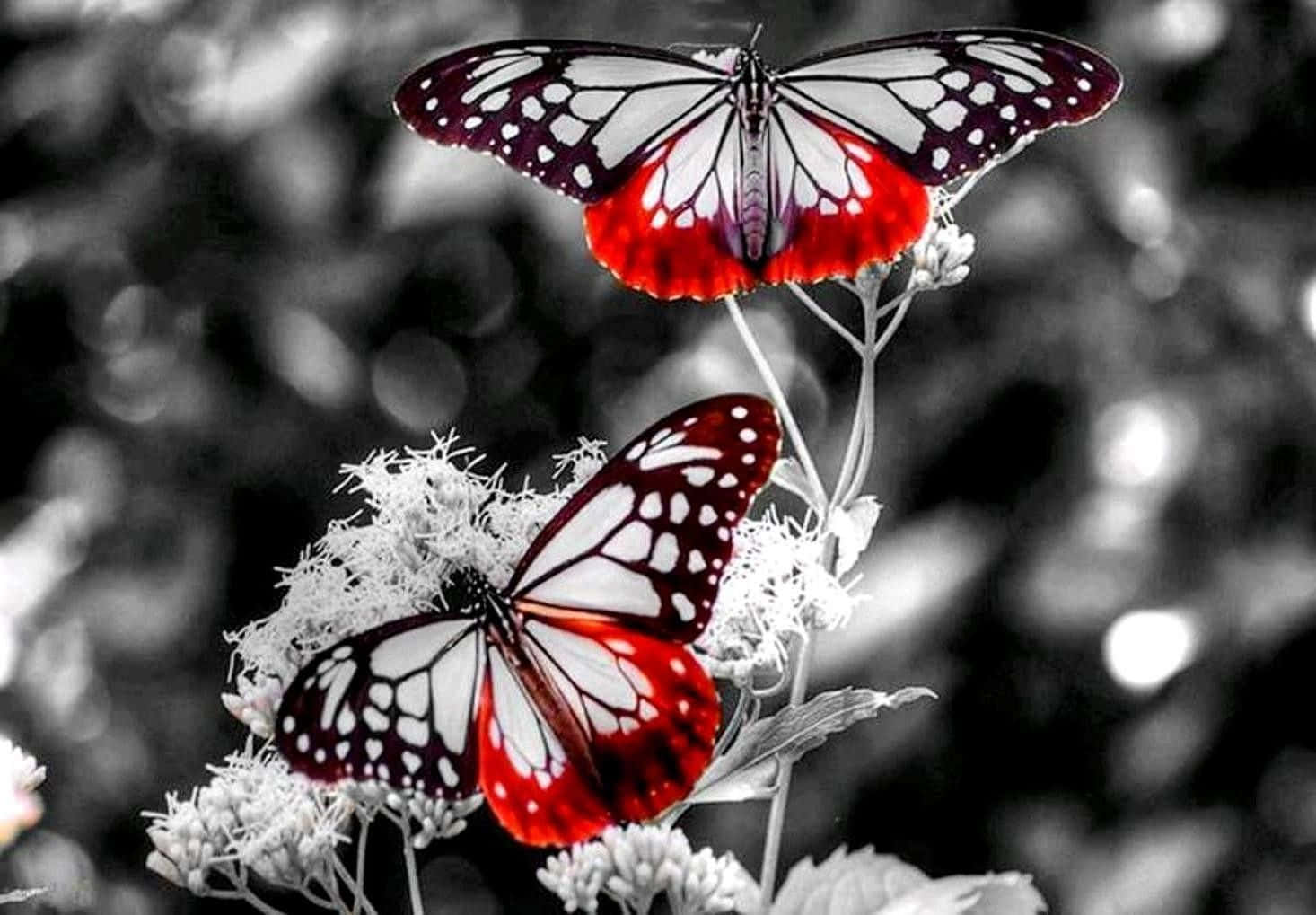 The Alluring Beauty Of A White Butterfly. Background