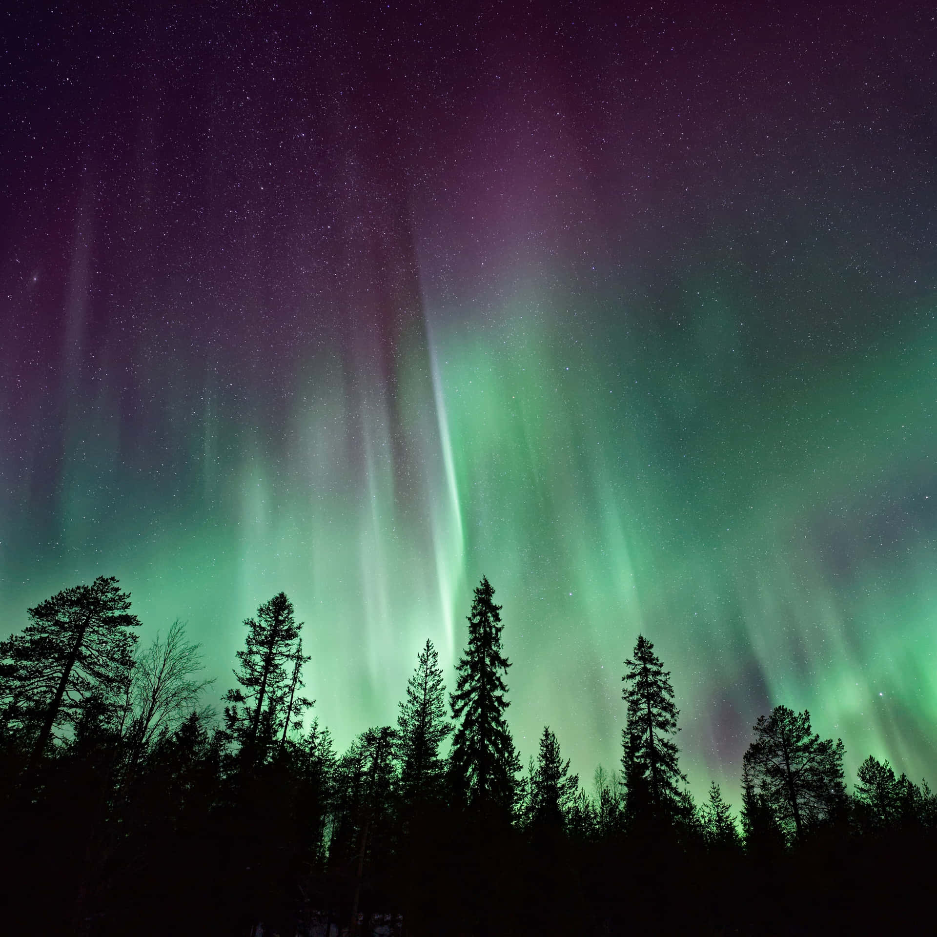 The Aurora Borealis Is Seen Over A Forest Background