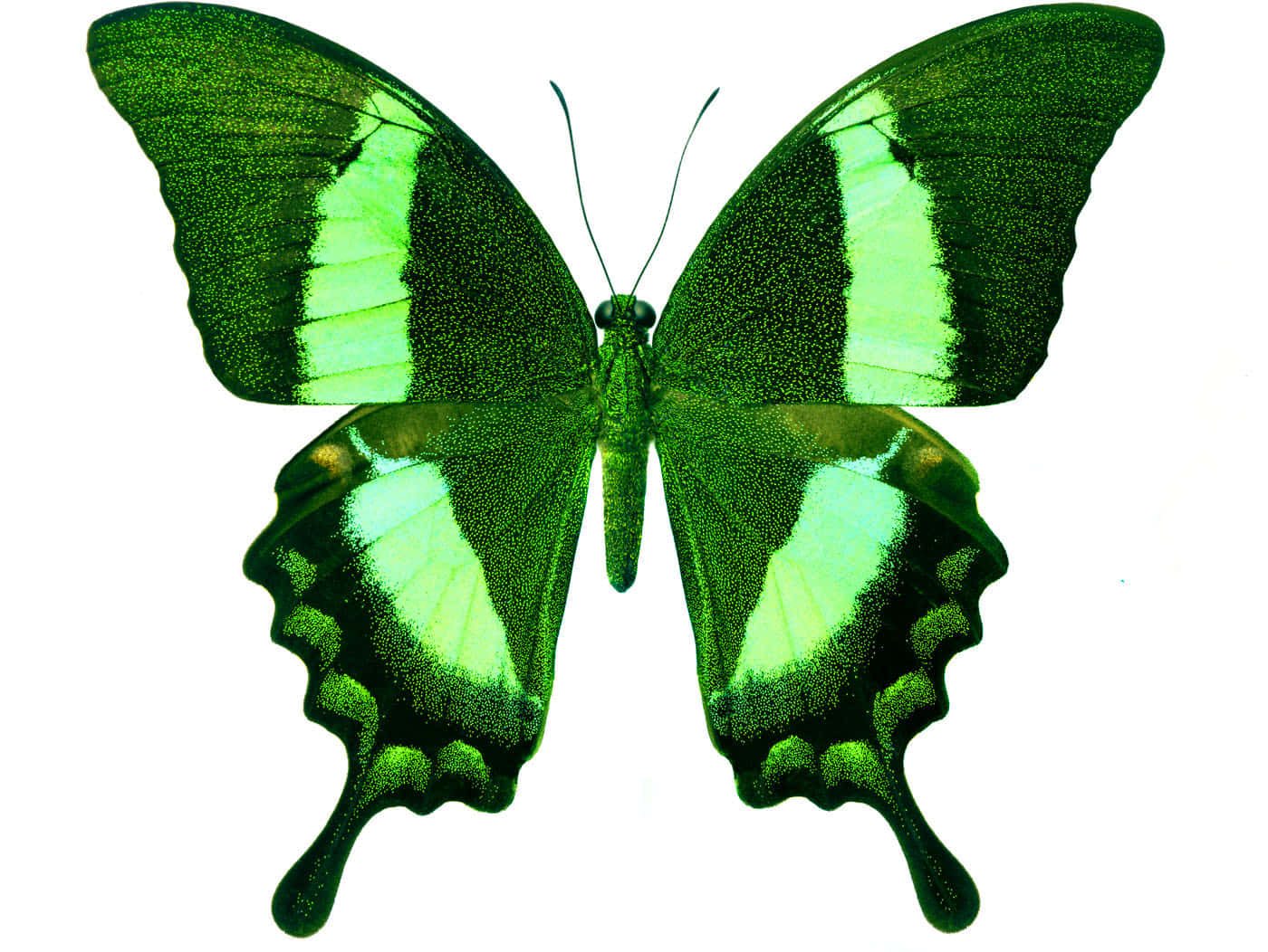 The Beautiful Beauty Of Nature - A Green Butterfly Background