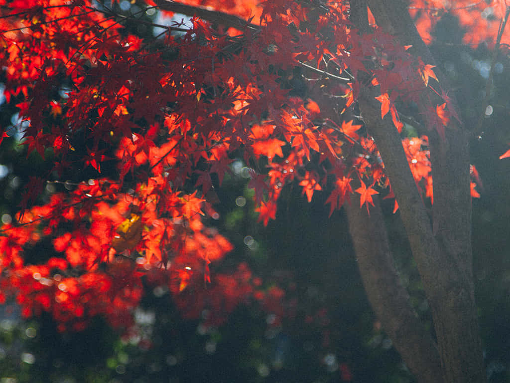 The Beautiful Colors Of Autumn Background