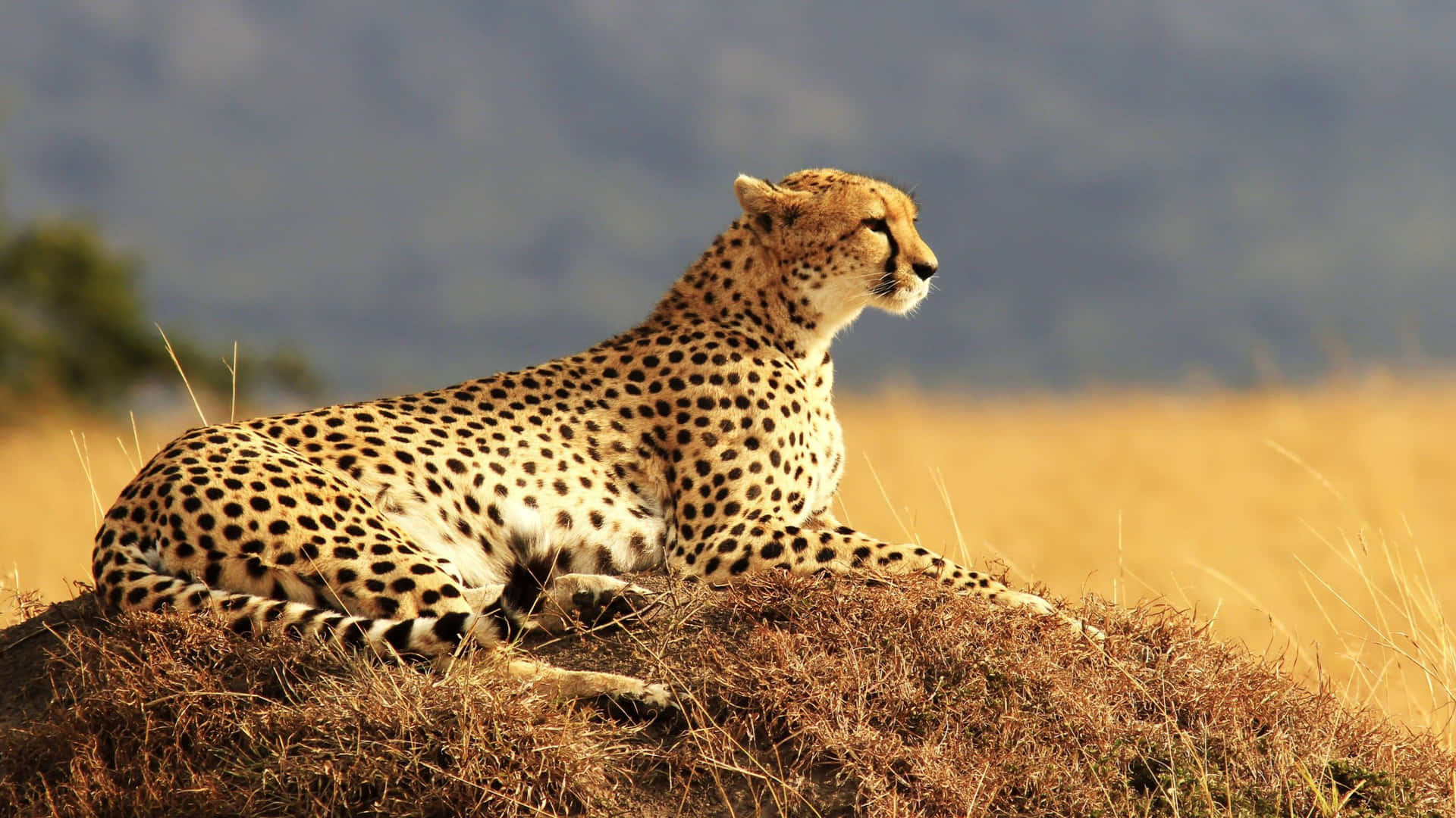 'the Beautiful Markings Of The Majestic Cheetah In All Its Glory.' Background