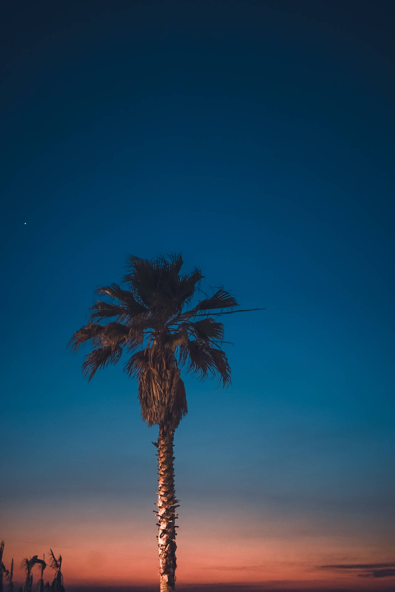 The Beautiful Ombre Sky With A Single Palm Tree Silhouetted Against It Background