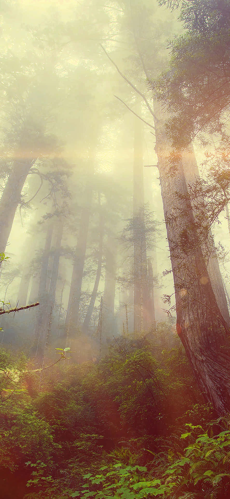 The Beauty And Mystery Of A Foggy Landscape. Background