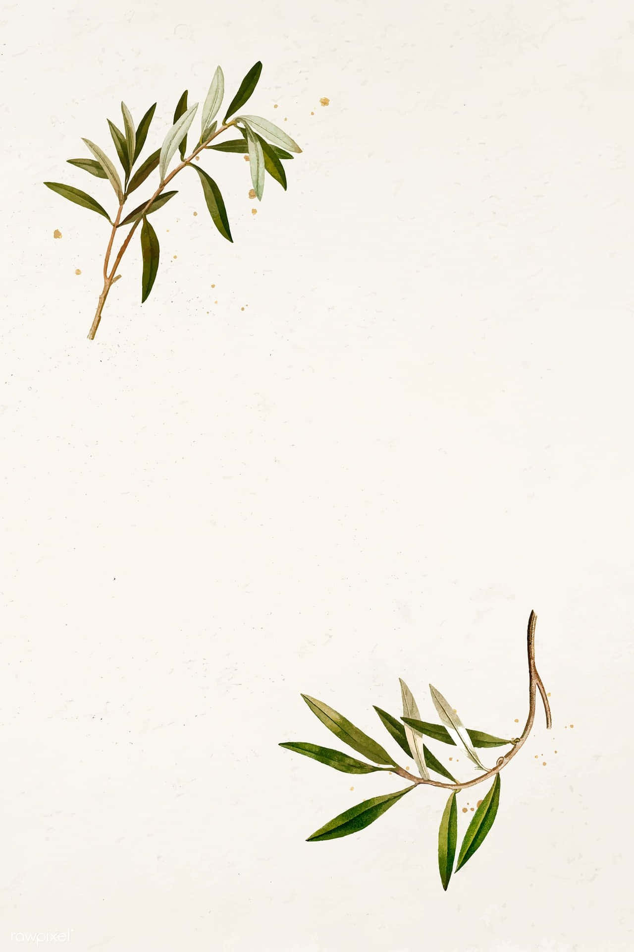 The Beauty And Strength Of An Olive Tree Background