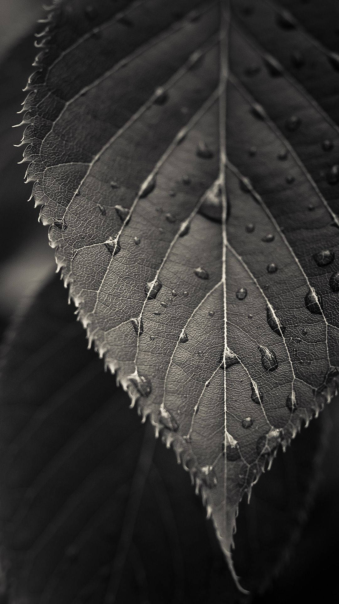 The Beauty Of A Black And White Leaf Background