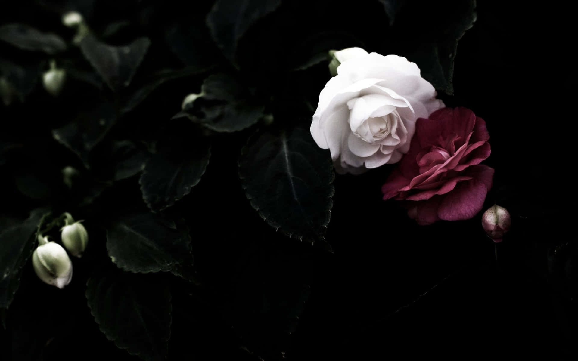 The Beauty Of A Black Rose. Background