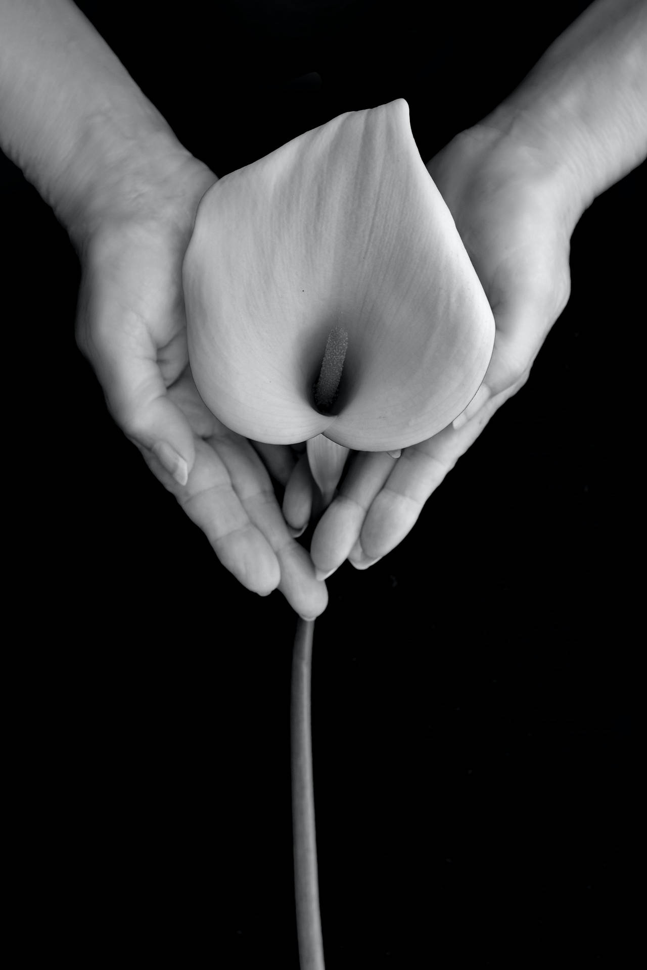 The Beauty Of A Calla Lilly In A Dramatic Black Screen Background