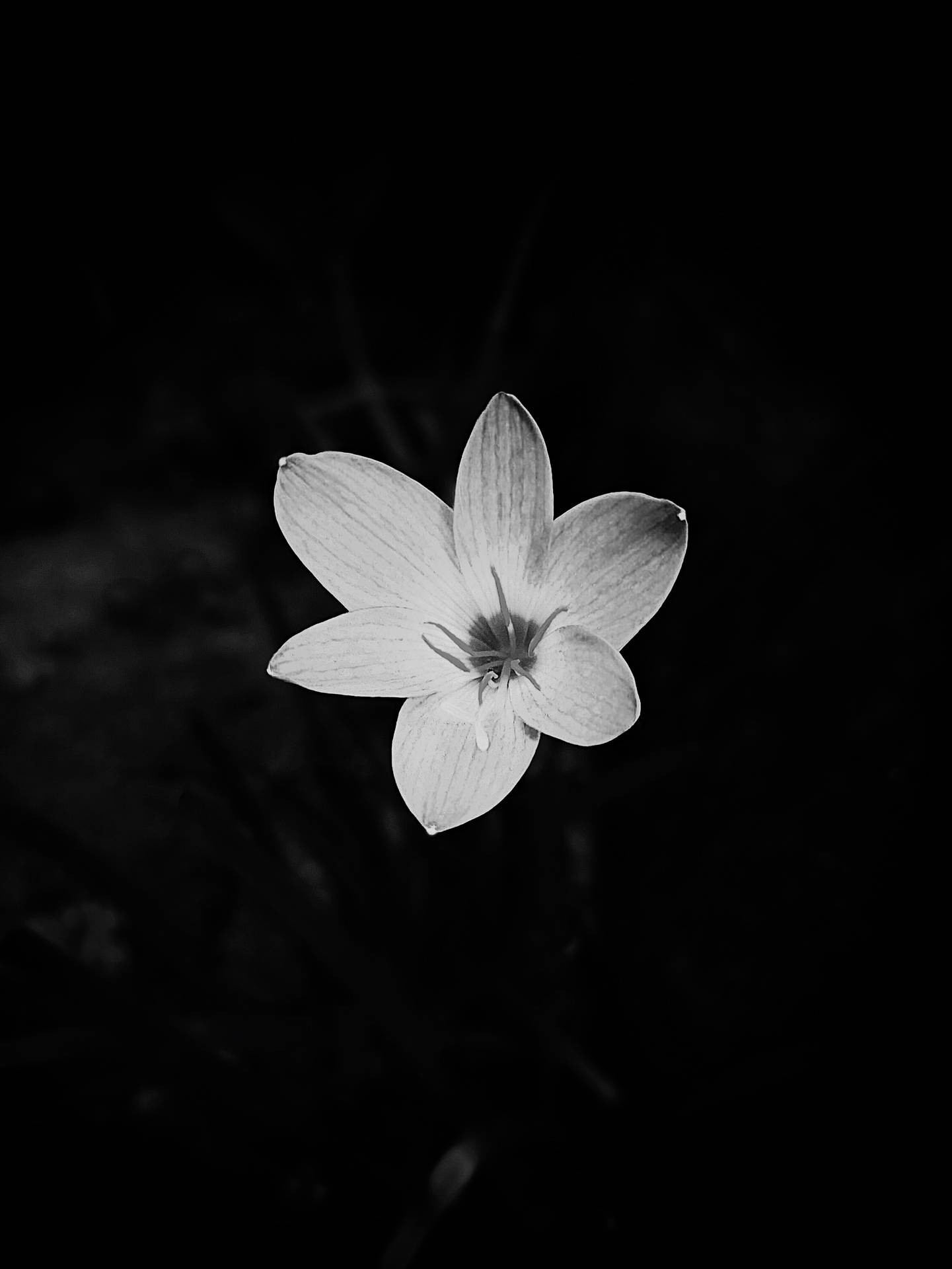 The Beauty Of A Single Flower In Black And White