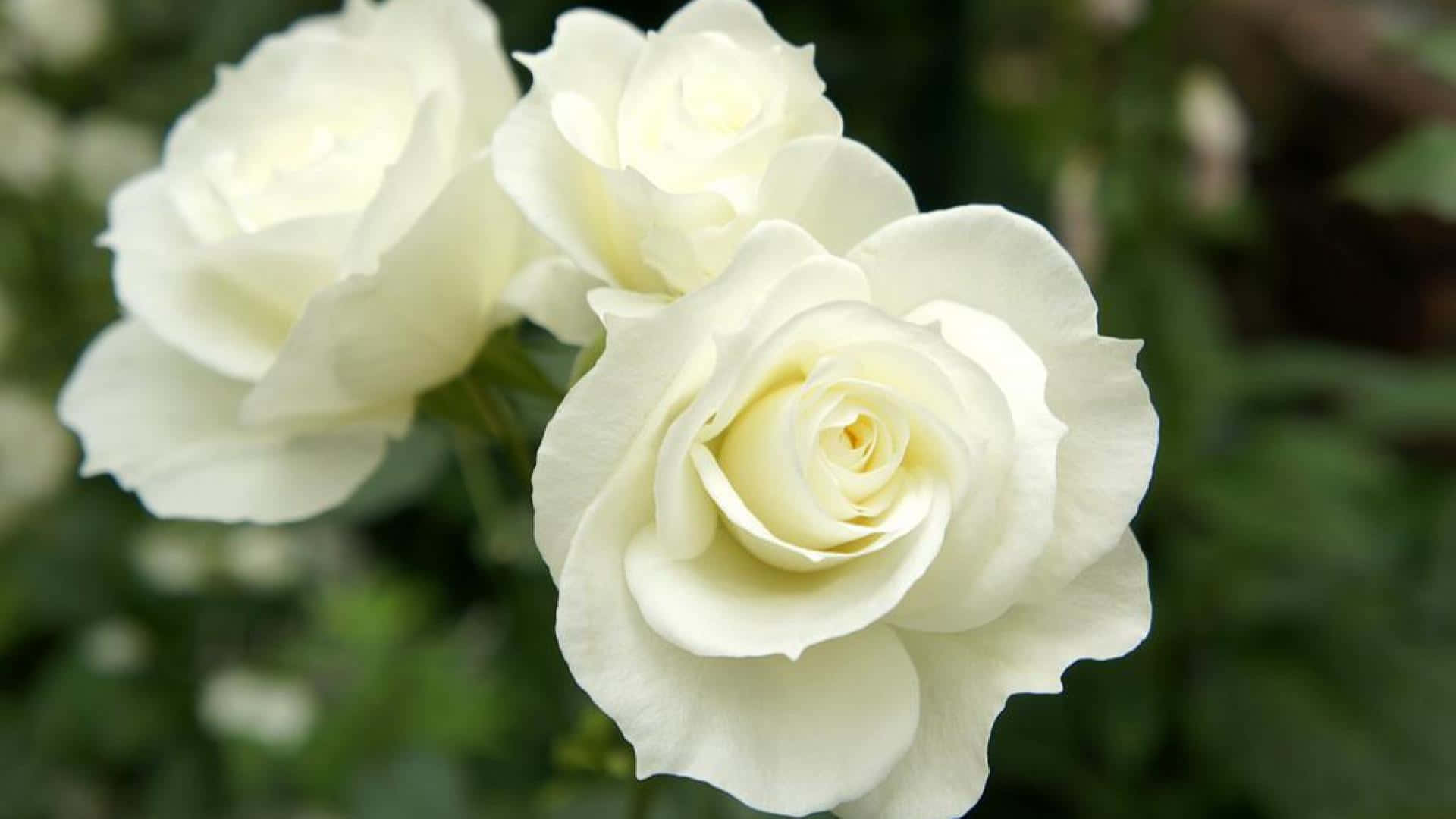 “the Beauty Of A White Rose”