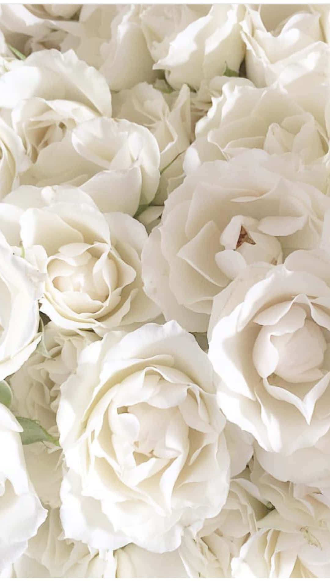 The Beauty Of A White Rose Blooming On An Iphone. Background