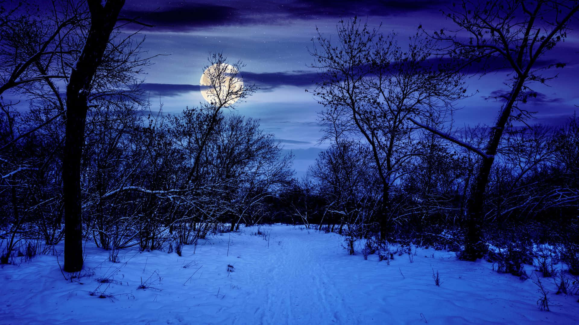 The Beauty Of A Winter Forest