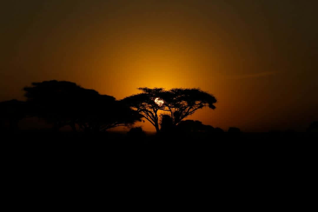 The Beauty Of Africa In Hd Background