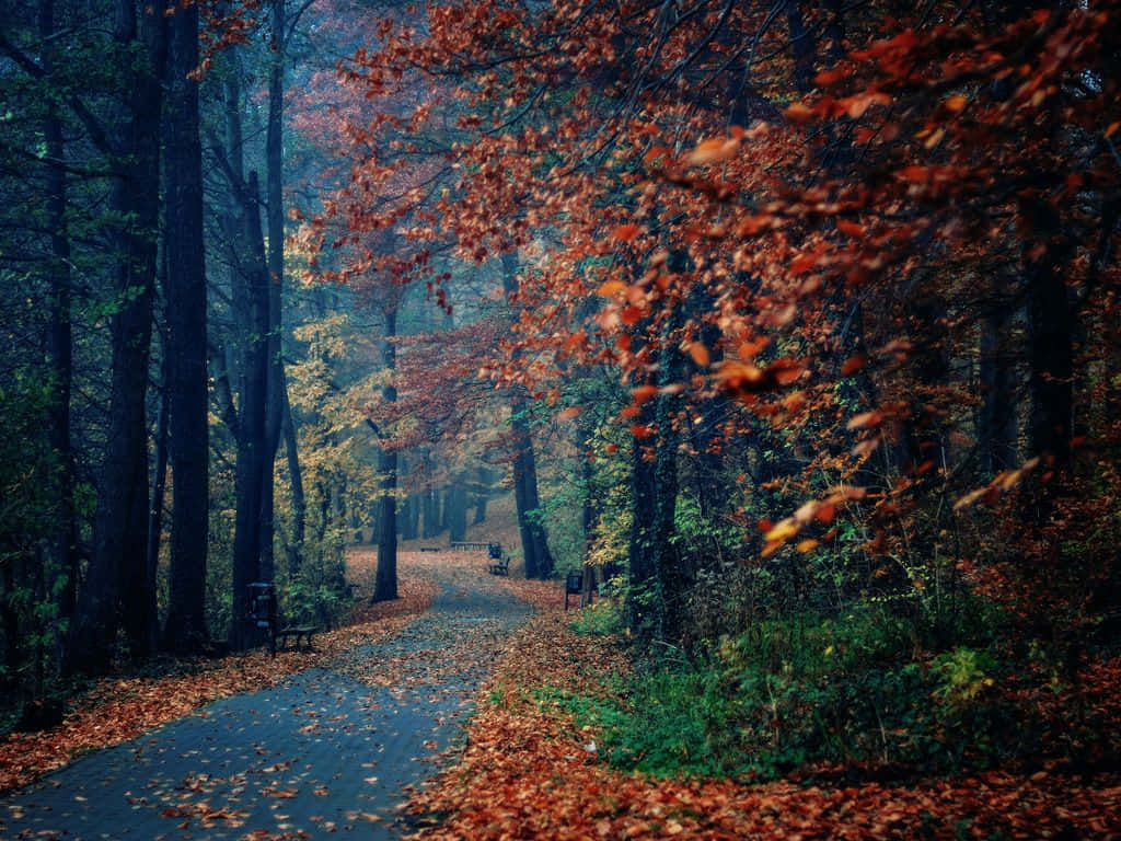 The Beauty Of Autumn Streaks Across The Sky Background