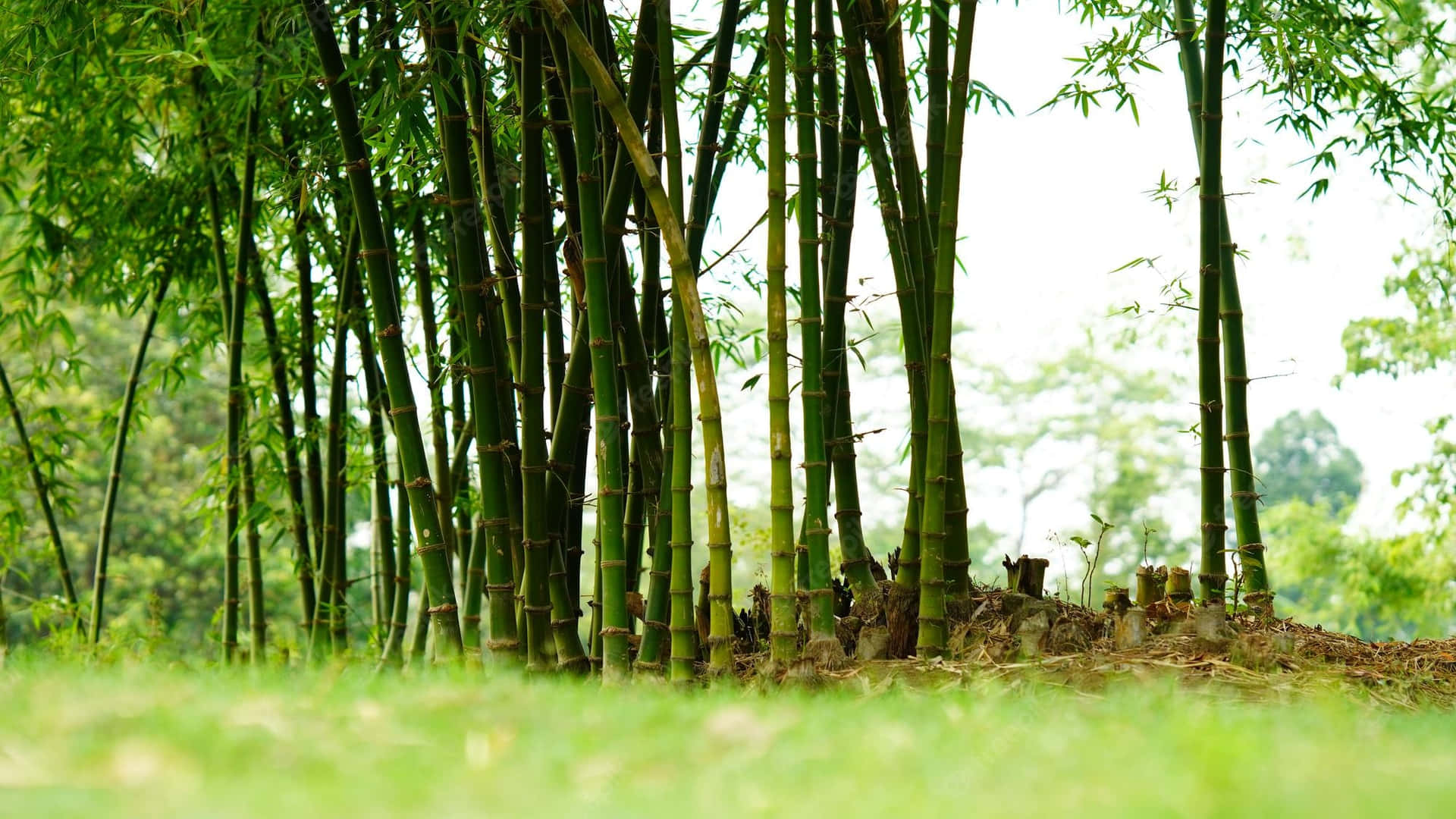 The Beauty Of Chinese Bamboo Background