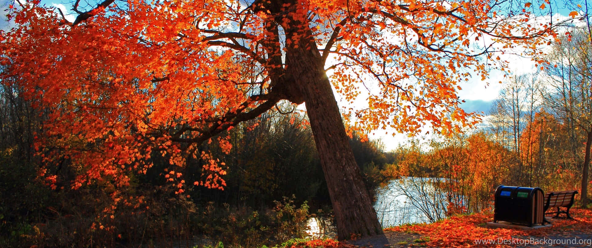 The Beauty Of Fall In 3440x1440 Resolution Background