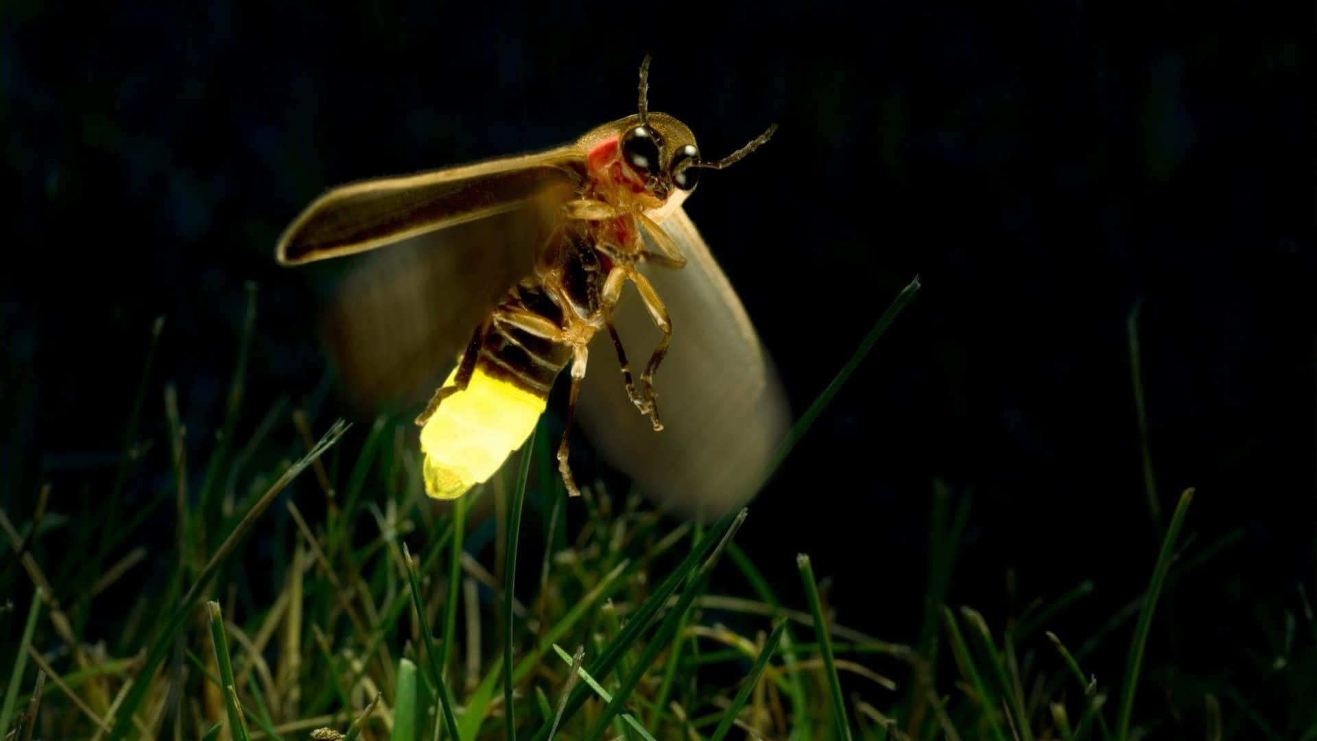 The Beauty Of Firefly Nature Background