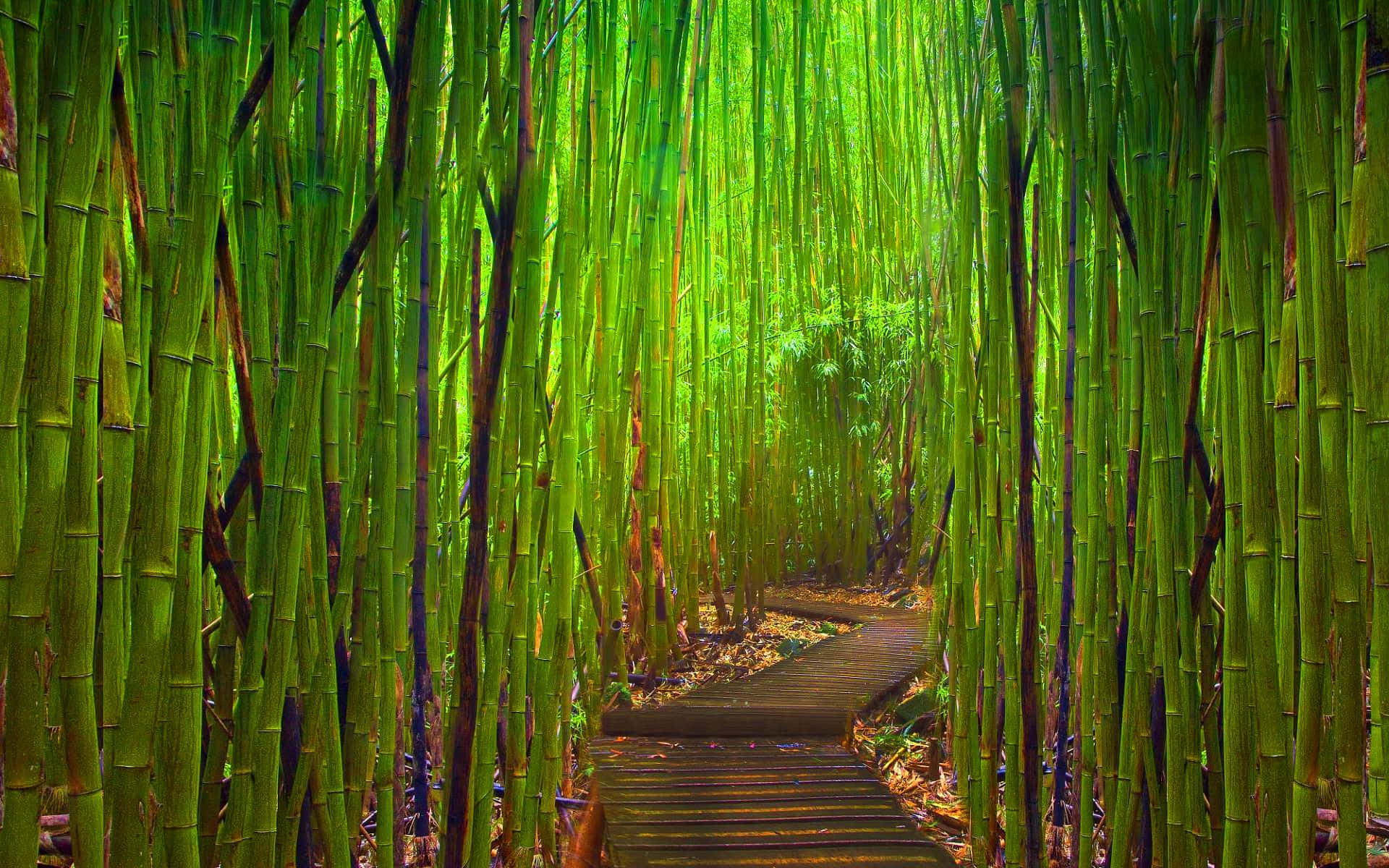 The Beauty Of Green Bamboo In The Sun