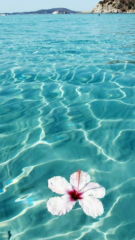 The Beauty Of Hawaii Is Best Experienced Through An Iphone Background