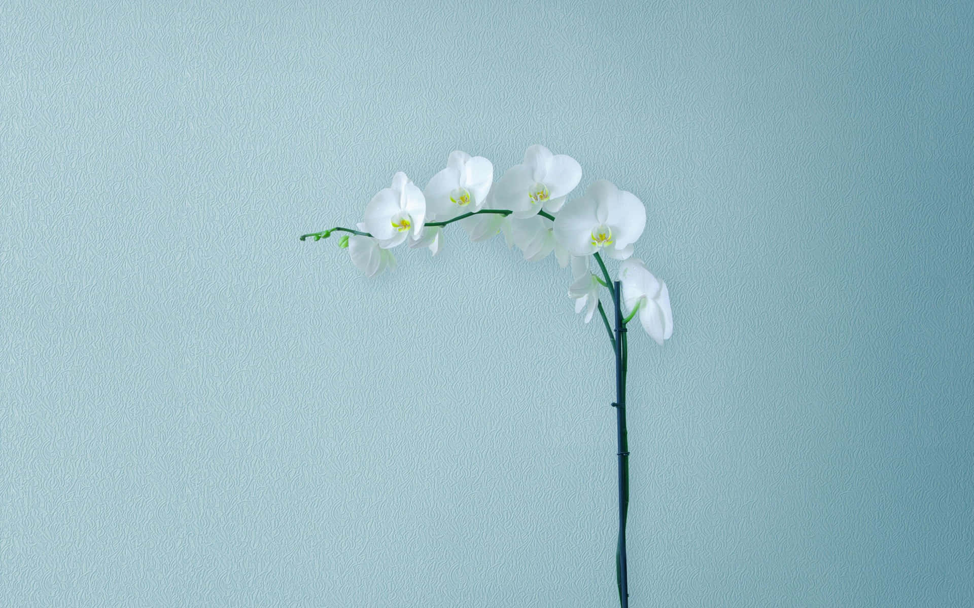 The Beauty Of Minimalism - Simple Yet Powerful Background