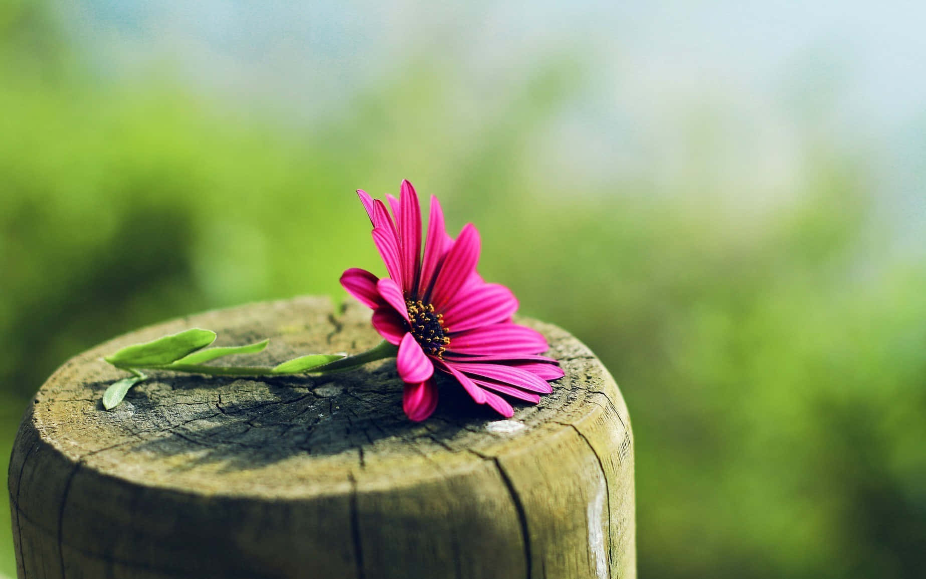 The Beauty Of Nature - A Perfect Pink Flower Background