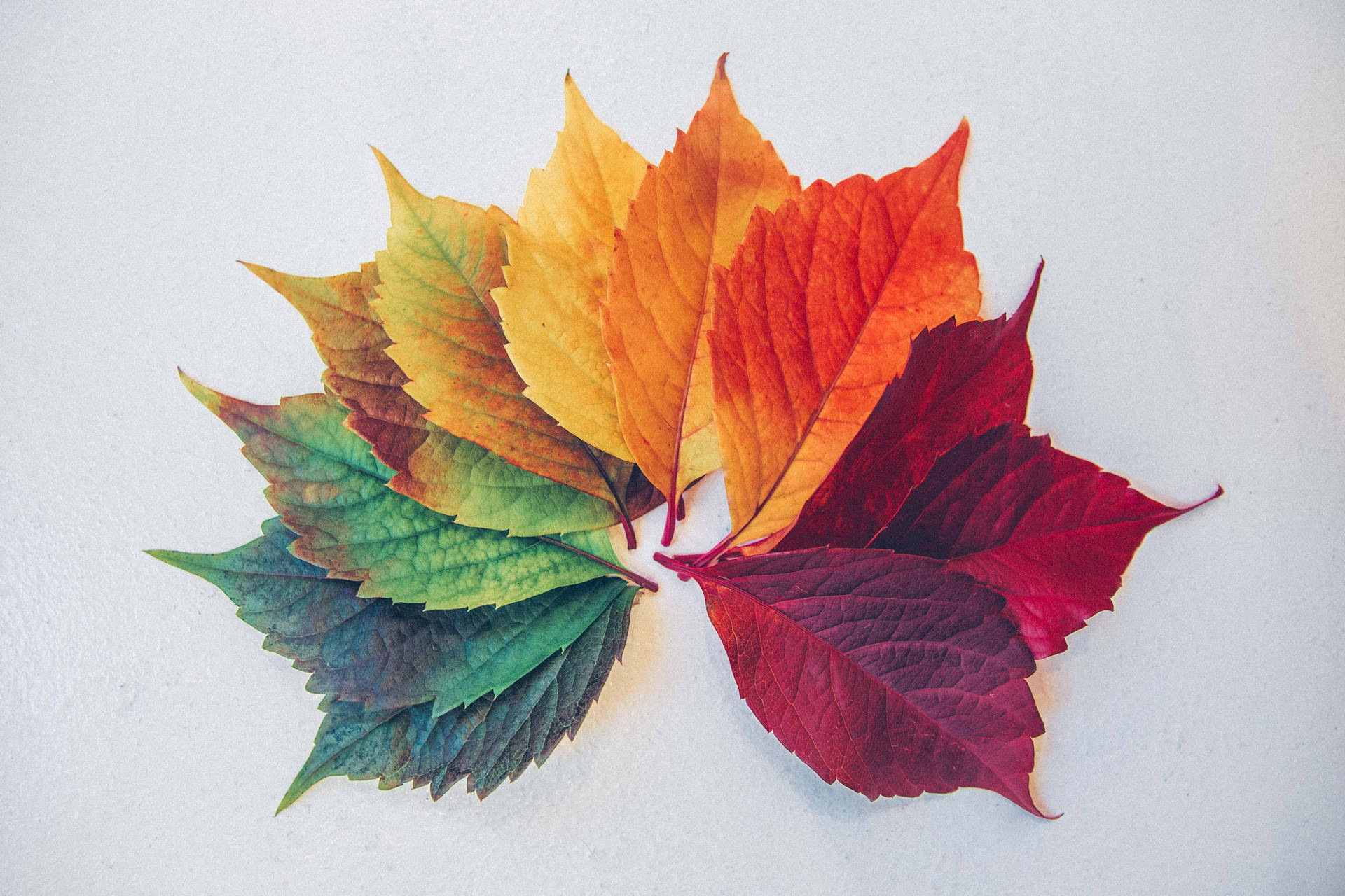 The Beauty Of Nature – An Ombre-colored Leaf Background