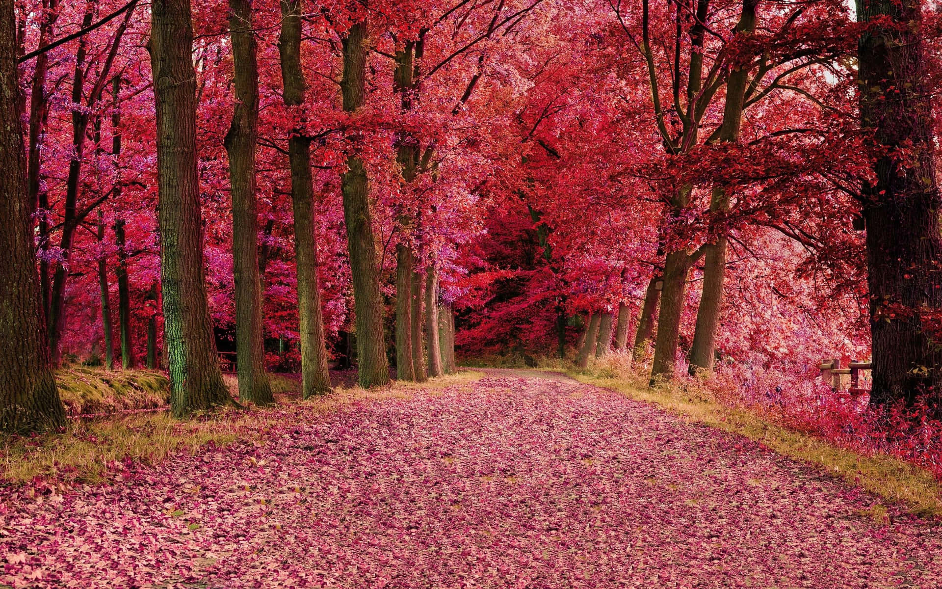 The Beauty Of Pink Fall Foliage