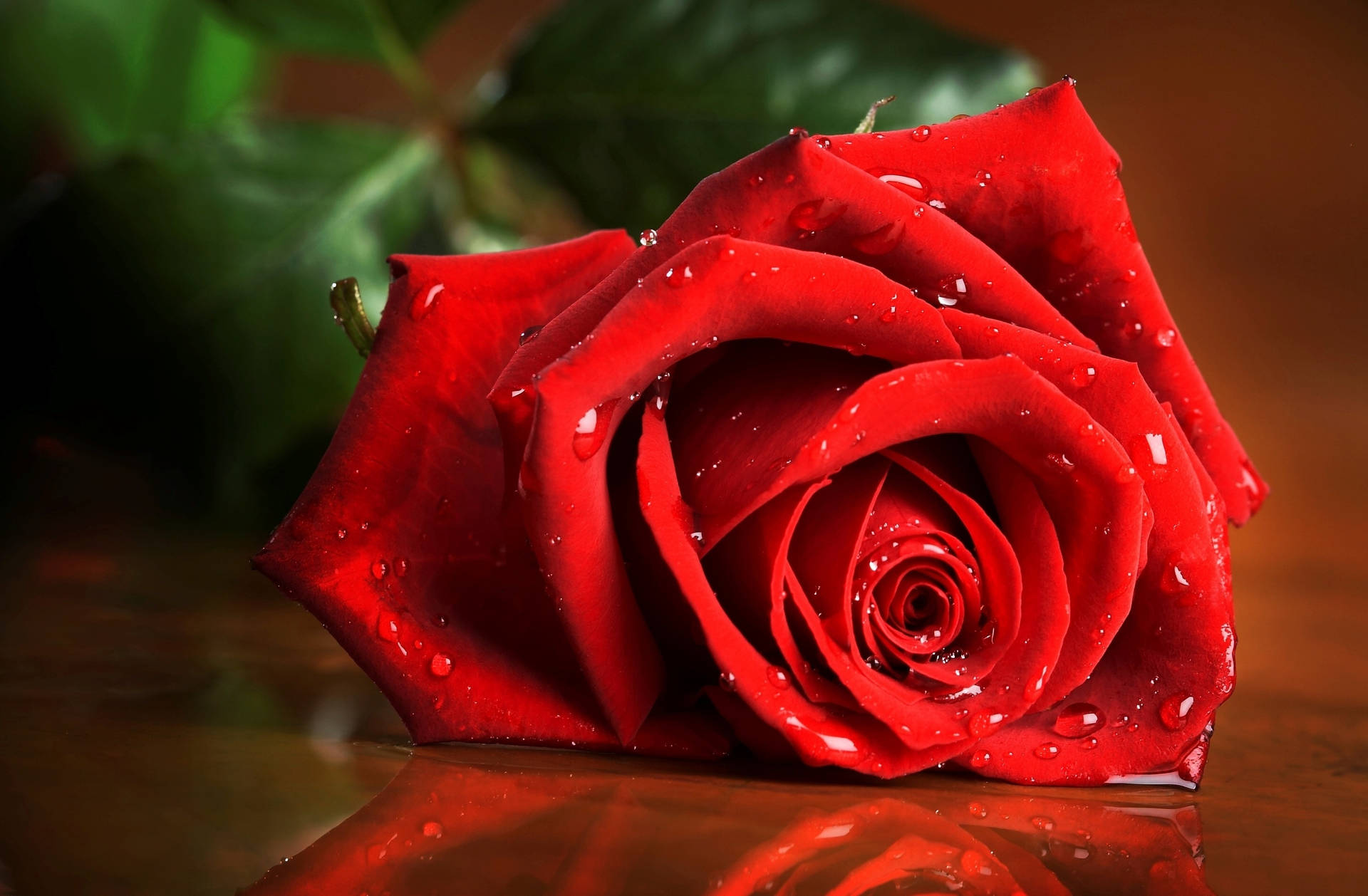 The Beauty Of Red - A Dewy Rose Background