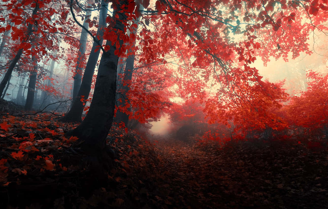 The Beauty Of Red Forest