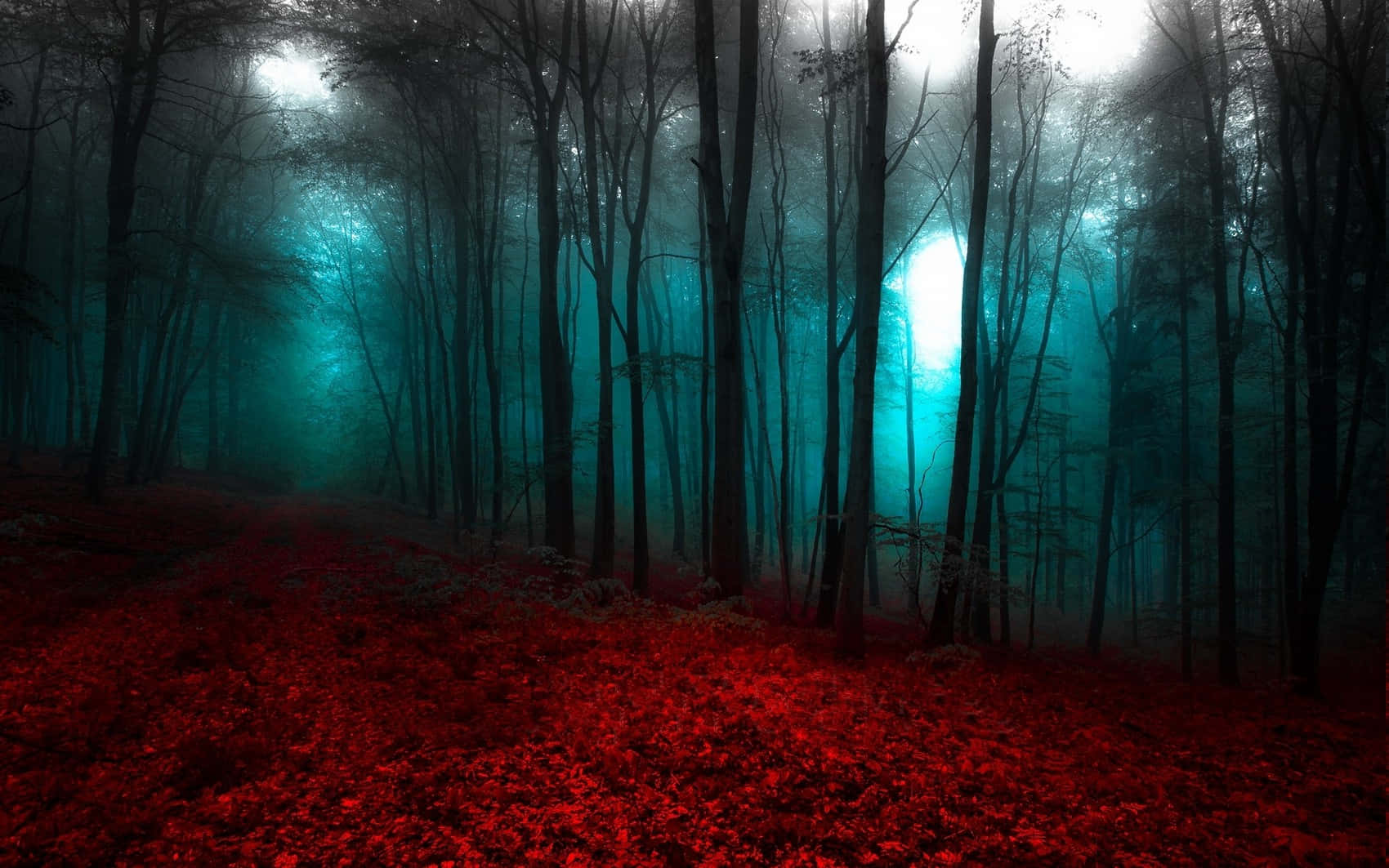 The Beauty Of Red Forest