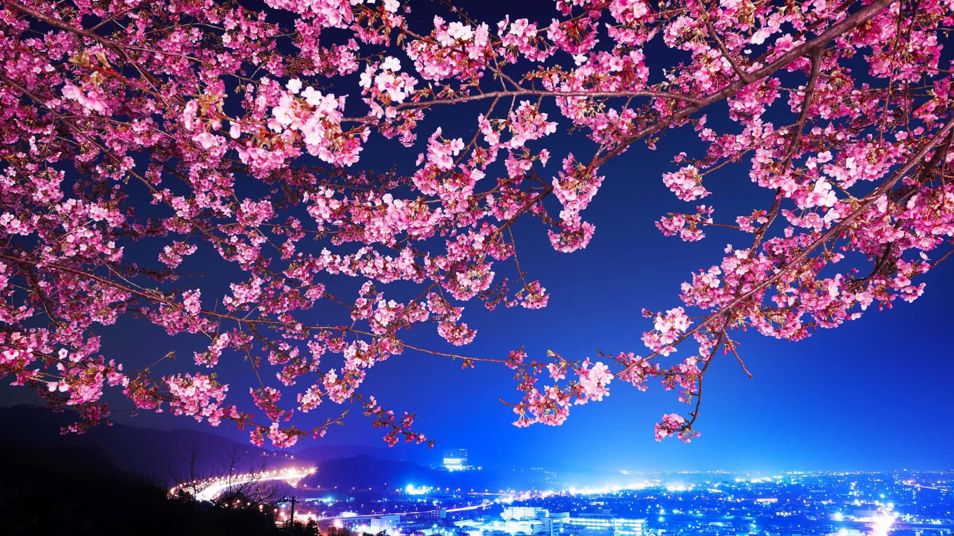 The Beauty Of Sakura Blossoms Background