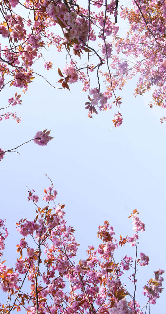 The Beauty Of Springtime, As Seen In Pink Cherry Blossoms. Background