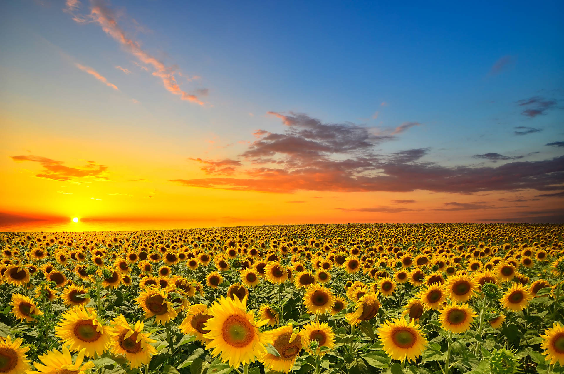 The Beauty Of Sunflowers And Roses In One Image Background