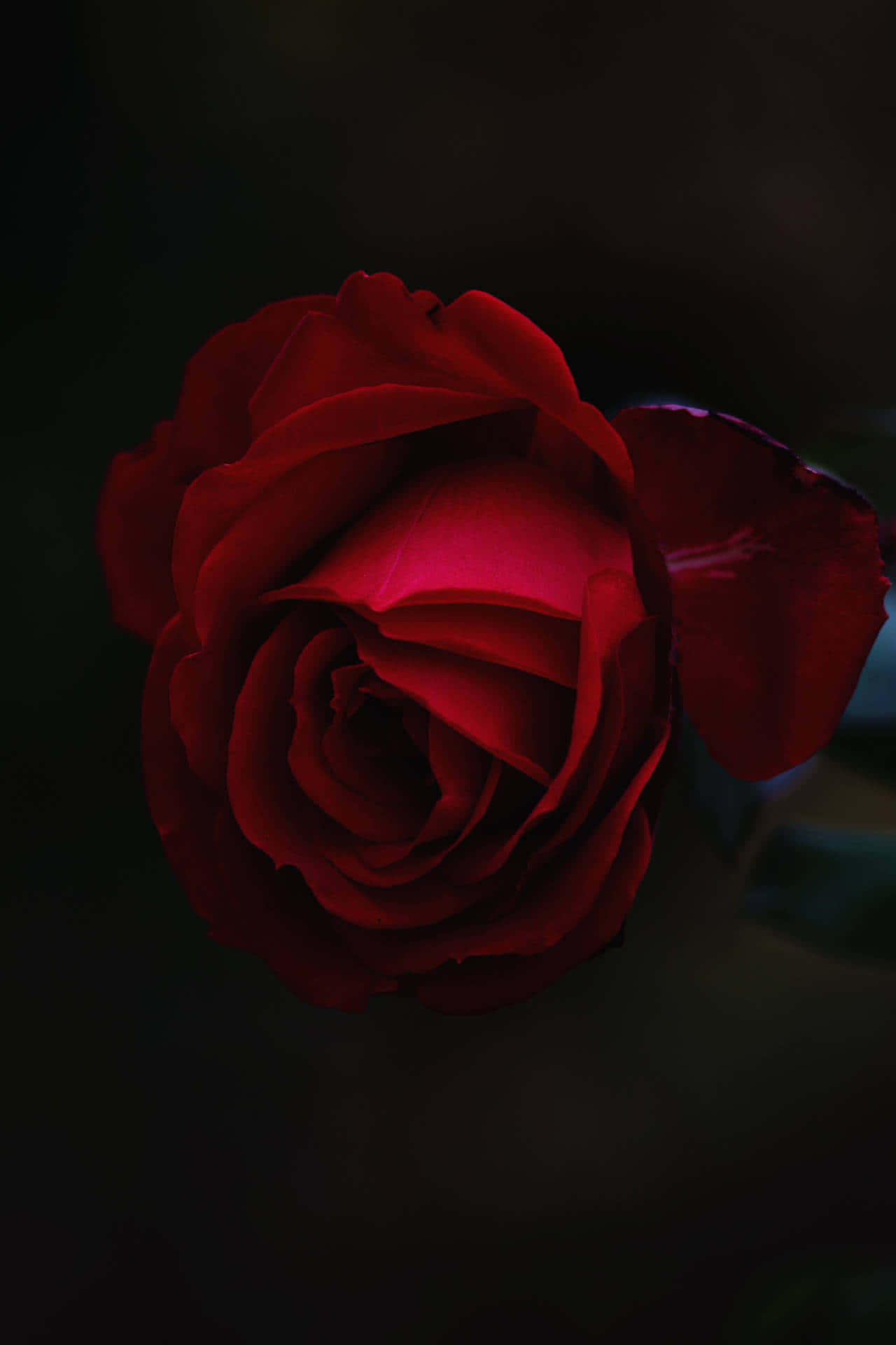 The Beauty Of The Cool Rose Background