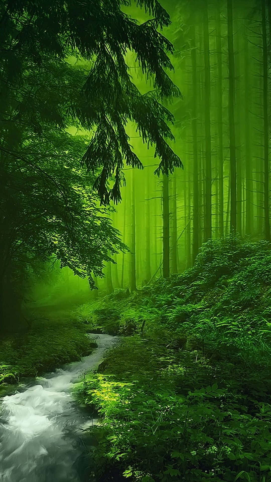 The Beauty Of The Dark Green Forest. Background