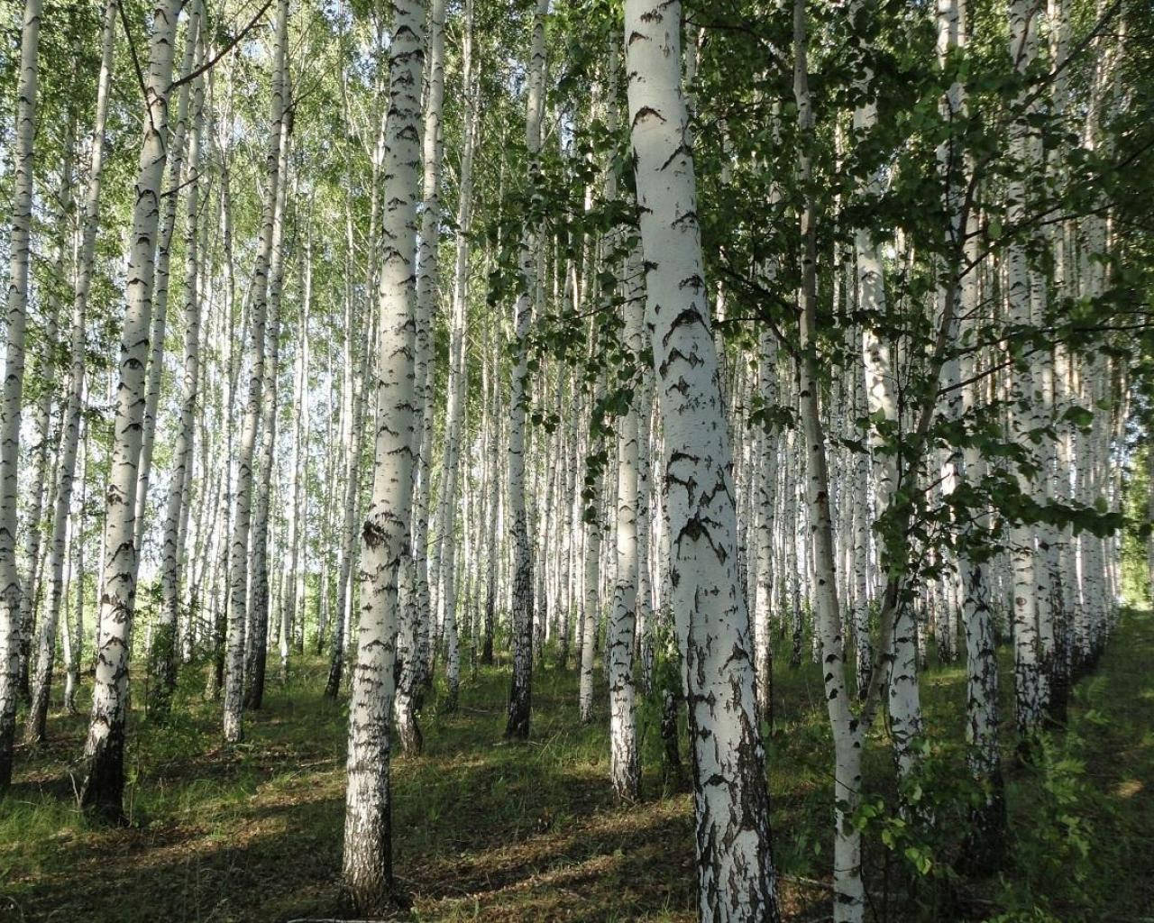 The Belarus Forest Birch Tree Background