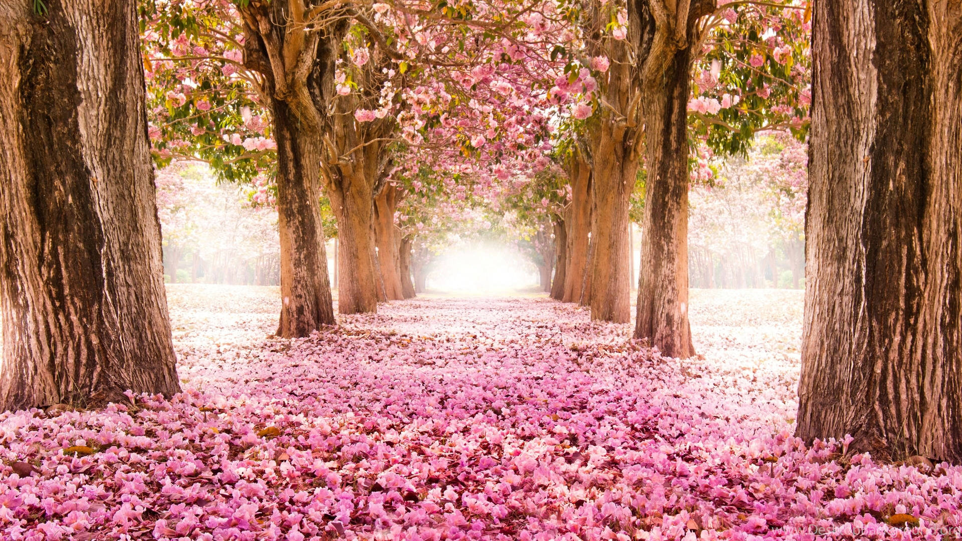 The Blissful Joy Of Japan's Cherry Blossoms Background