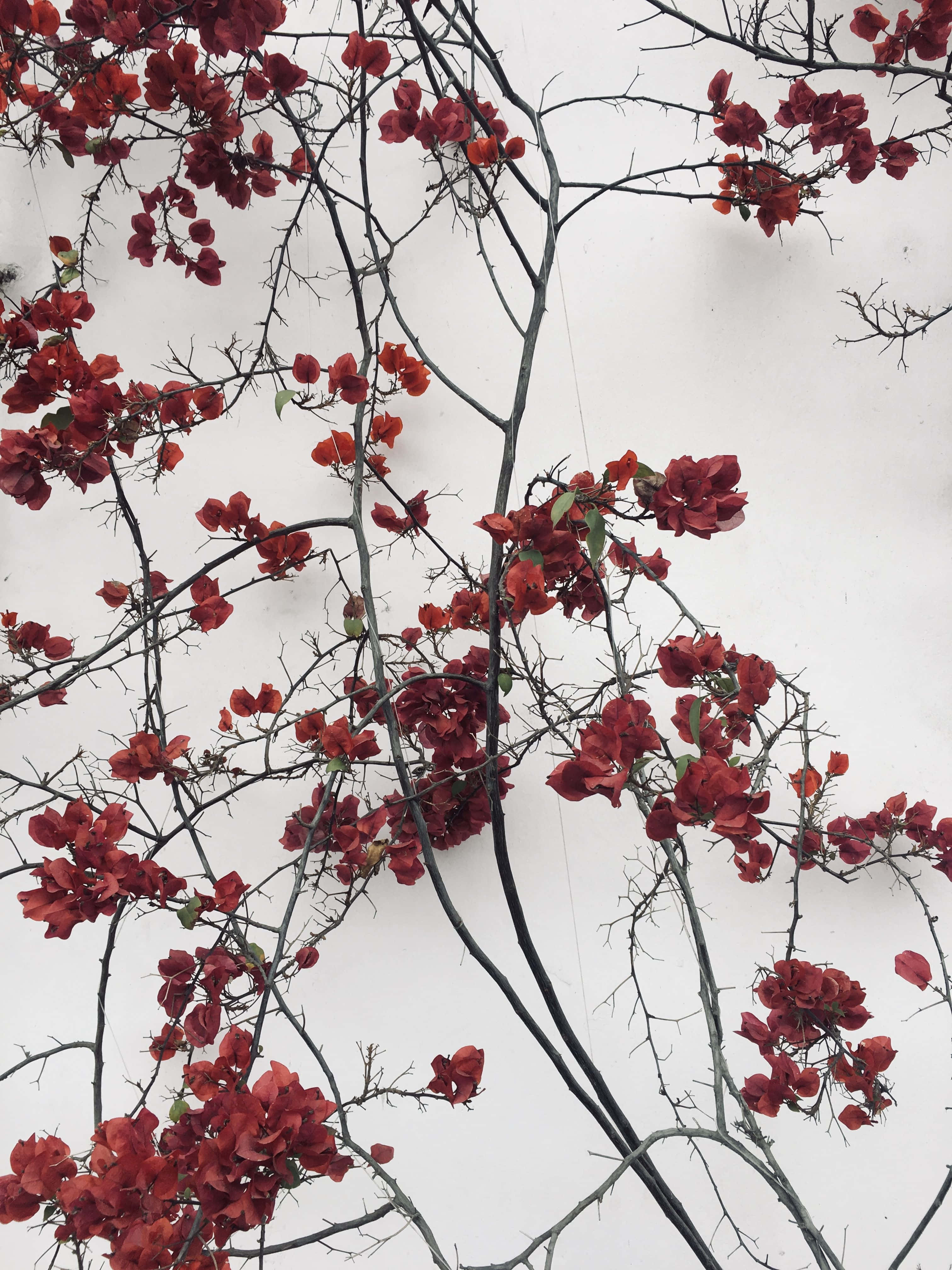 The Bold Contrast Of Red And White In A Single Frame. Background