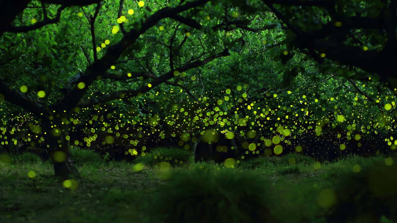 The Bright, Bright Glow Of A Firefly On A Summer Evening Background