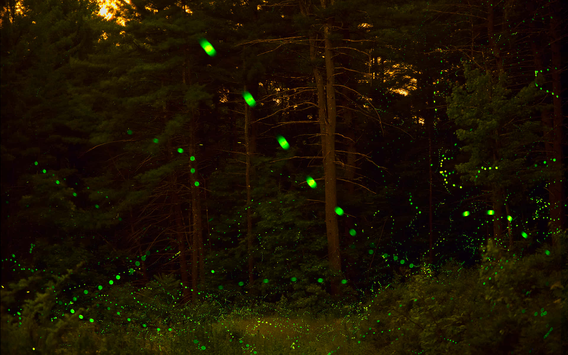 The Brilliance Of A Firefly On A Summer Night Background