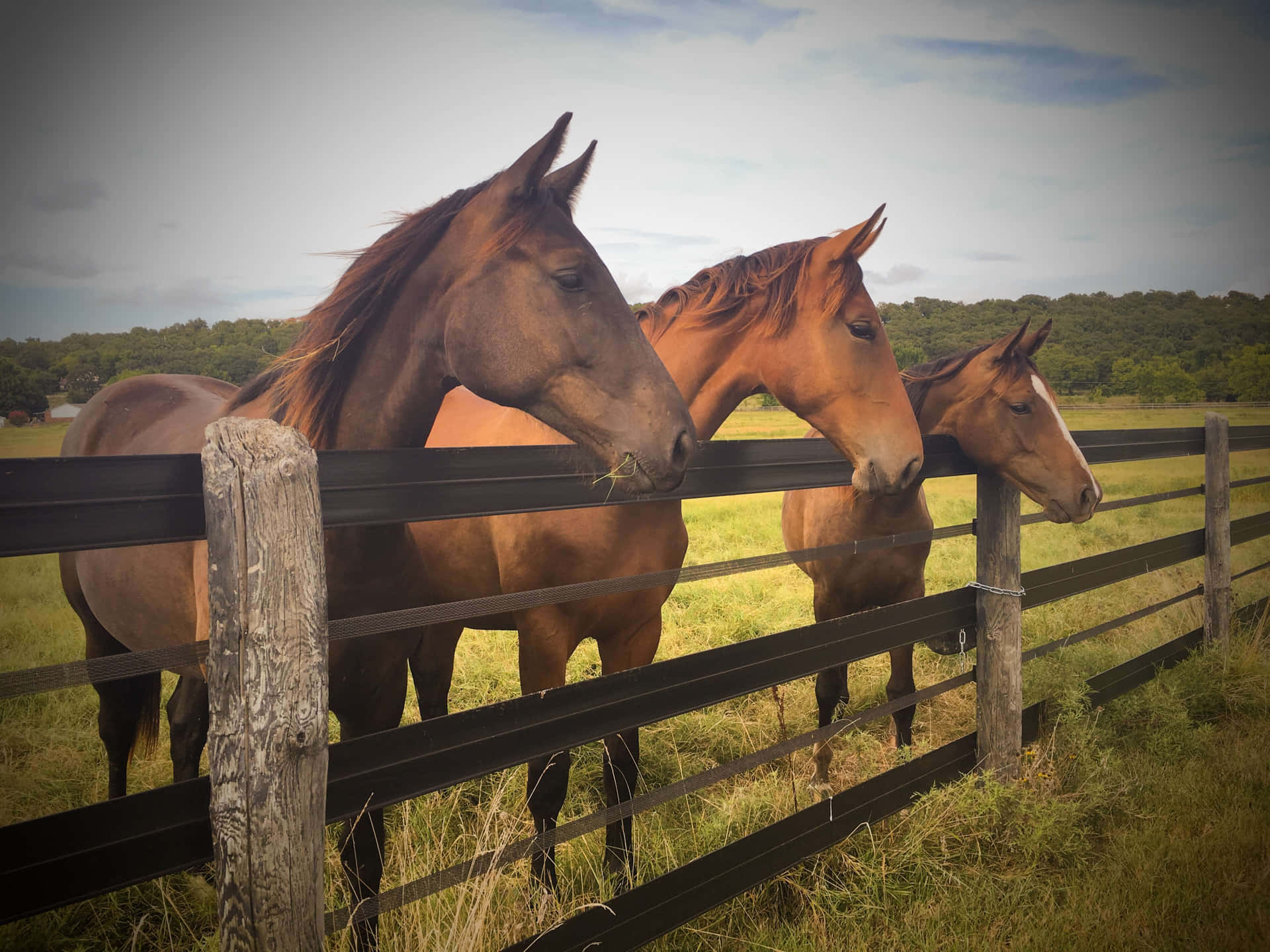 The Calm And Beauty Of A Ranch Background