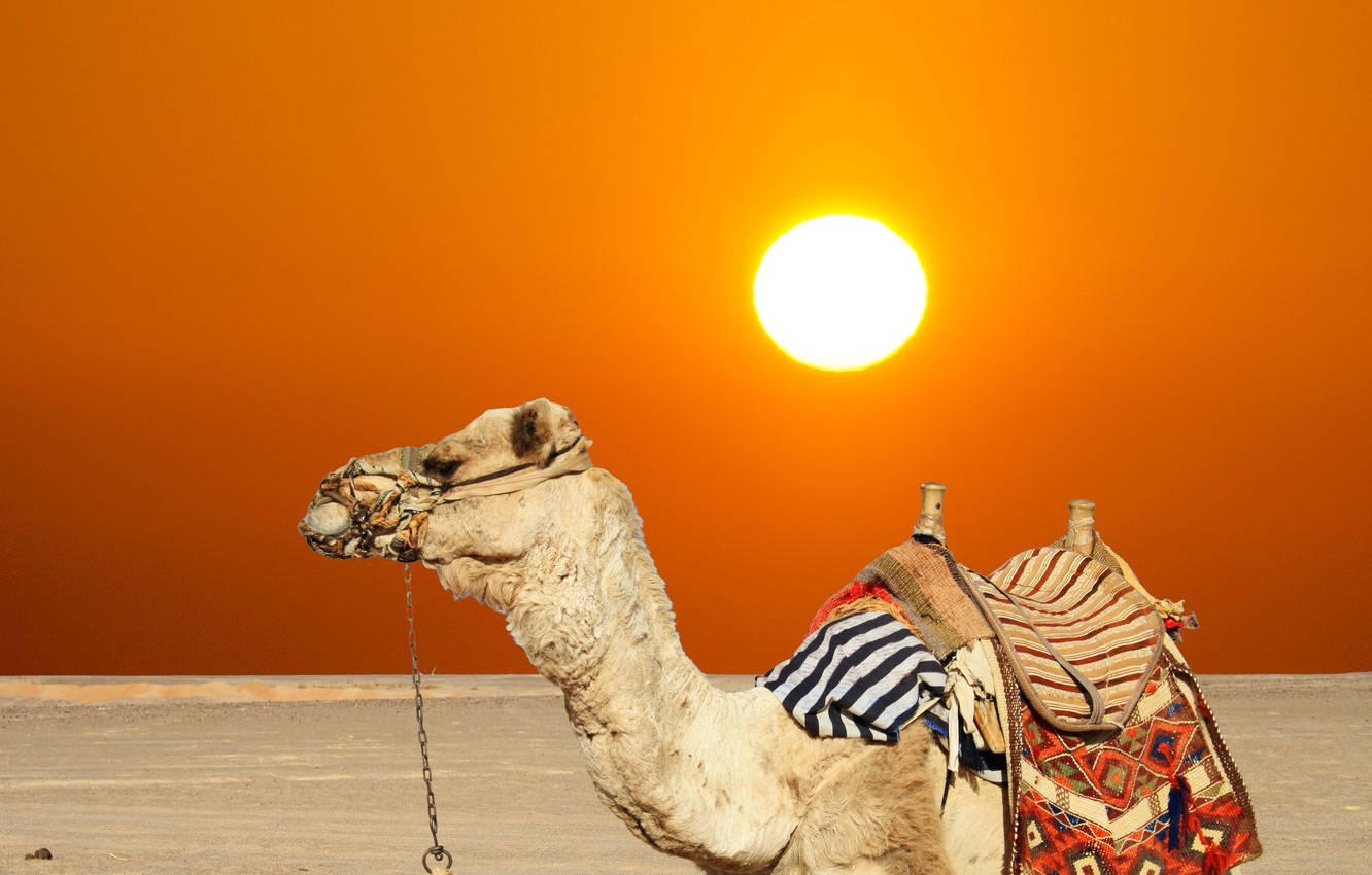 The Camel Desert Sun Background