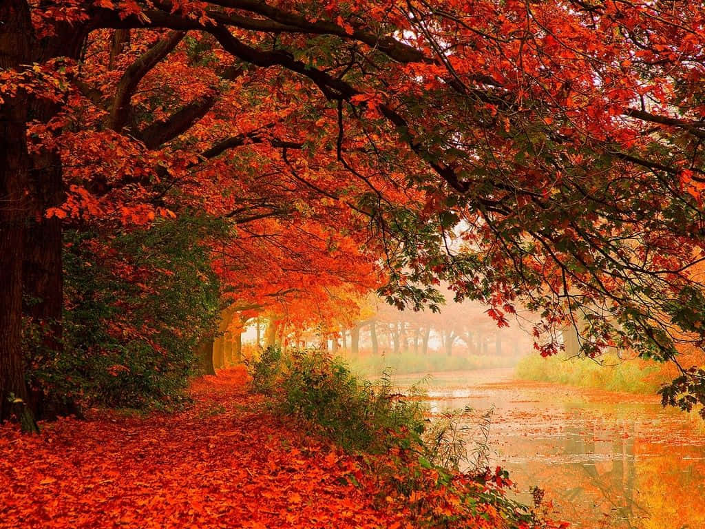 The Changing Foliage Of The Forest In Autumn Background