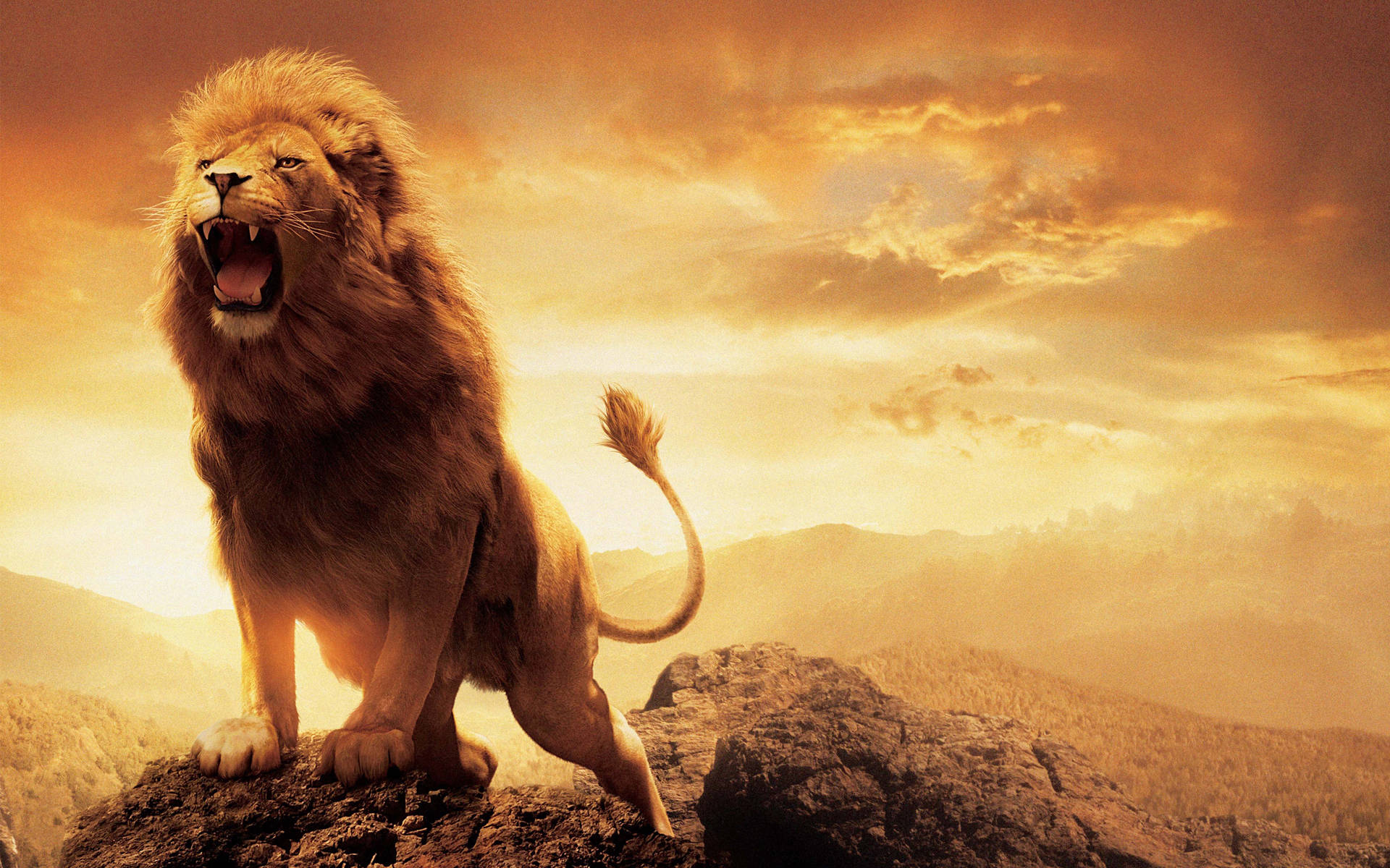 The Chronicles Of Narnia Fierce Lion Background