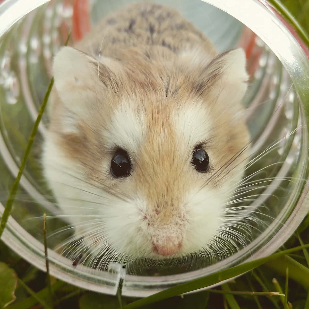 The Cutest Hamster You’ve Ever Seen Background